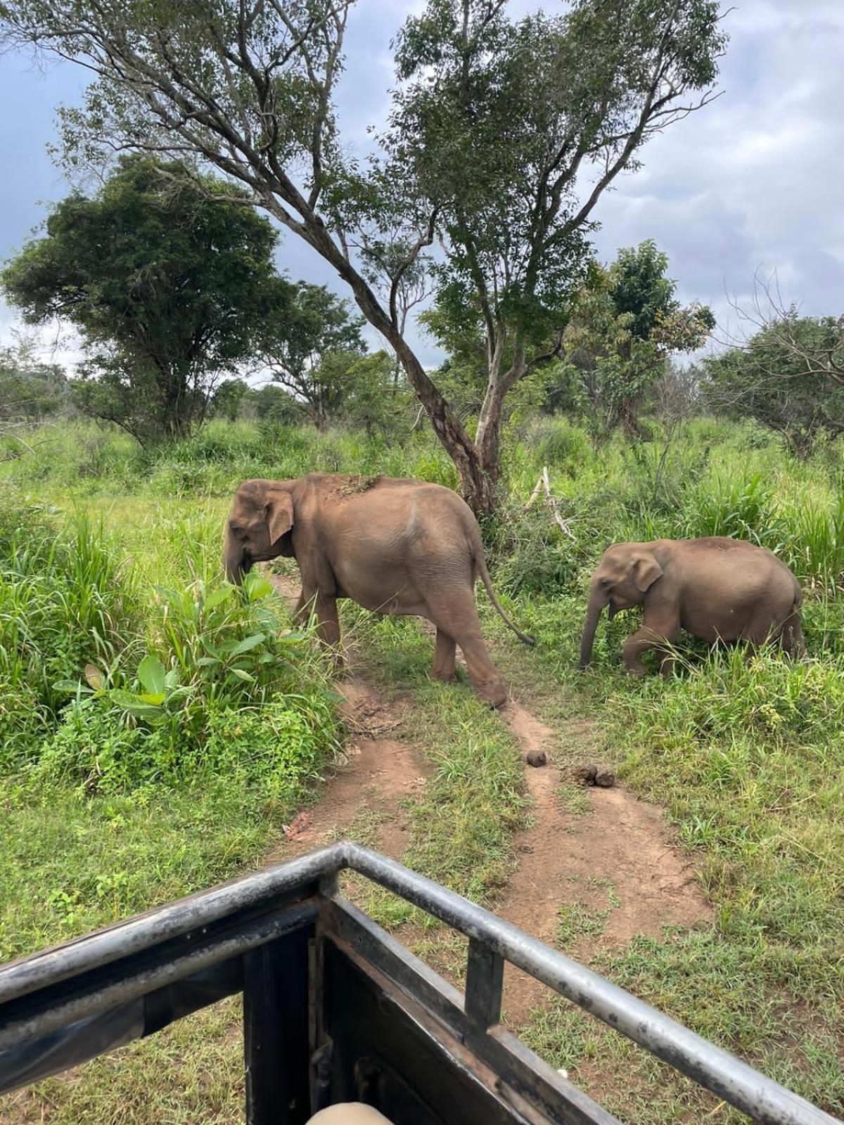 Elephant Safari Lodge Sigiriya Junction ฮาบารานา ภายนอก รูปภาพ