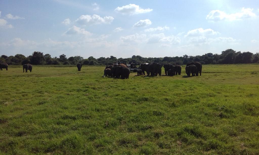 Elephant Safari Lodge Sigiriya Junction ฮาบารานา ภายนอก รูปภาพ